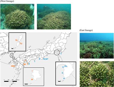 High Clonality and Geographically Separated Cryptic Lineages in the Threatened Temperate Coral, Acropora pruinosa